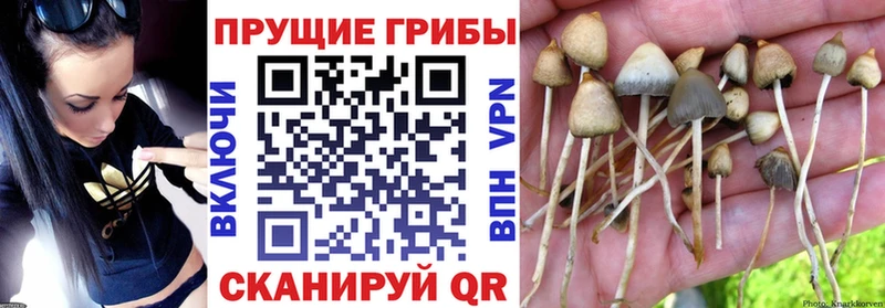 Галлюциногенные грибы Psilocybine cubensis Арамиль